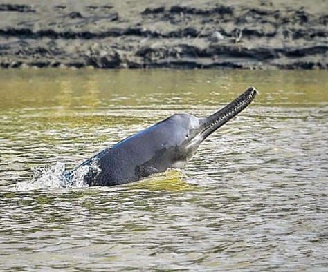 Ganges river dolphin